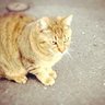 chi(*´ω`*)'s profile picture