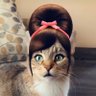 cece's profile picture