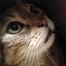 Profilbild von LILOU