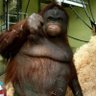 Dodger's profile picture