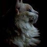 Salvadr's profile picture