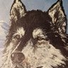 Hated Husky 的头像