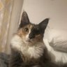 JAZ profil fotoğrafı