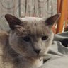 Profilbild von Haboo Cat
