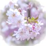 Profilbild von いっけい