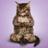 Cristian Yucra's profile picture