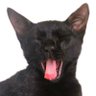 GatoPreto profil fotoğrafı