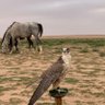 سعود profil fotoğrafı