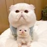 江南小哥's profile picture