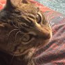 Kubuu's profile picture