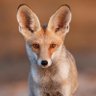 Desert Fox profil fotoğrafı