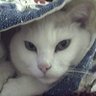 Profilbild von LuvLibsFascistHate