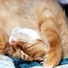 Katsuey profil fotoğrafı