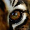 Фото профиля rogue.tiger