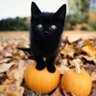 Aine profil fotoğrafı