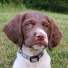 🇺🇸FREEDOMDOG🇺🇸's profile picture