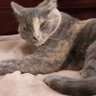 Sugar's profile picture