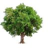 Фото профиля I'm a tree.