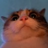 BloaterBoat's profile picture