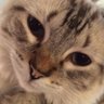 Lonestar_Cat's profile picture