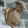 Profilbild von Samson Yan