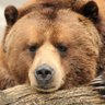 Фото профиля Bear Beer Birl