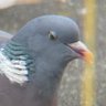 Le Pigeon Gourmand profil fotoğrafı