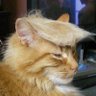 Trump Felino's profile picture