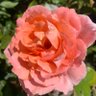 Rose Marie Loria's profile picture