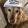 Profilbild von Dogs Rule