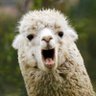 Profilbild von ひつじこ🐑