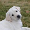 truthandhonor 的头像