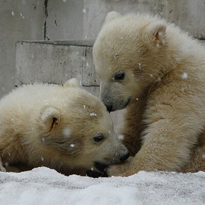 soranitsukibear's profile picture