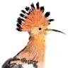 Hoopoe 22🇬🇧🇺🇸 profil fotoğrafı