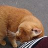 あたりめ's profile picture