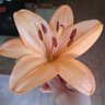 Patty_nahuelhuen 的头像
