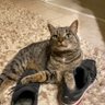 Profilbild von Cats are smarter
