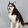 Borf 的头像