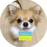 Фото профиля 🐶チワワのルイくん🐶🇺🇦