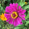 Violet Althouse profil fotoğrafı