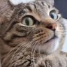 Profilbild von Maxwell Cat