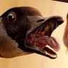 Profilbild von Commander Cobra Chicken