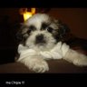 Karine Ding Ding's profile picture