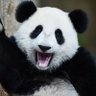 🐼 profil fotoğrafı