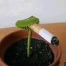 AUsedToBeCentristPlant's profile picture