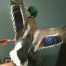 Otis_444 profil fotoğrafı