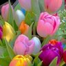 Фото профиля Betsy Morgan