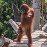 FettMonkey's profile picture