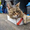 Profilbild von catscatscats