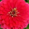 Фото профиля zinnia